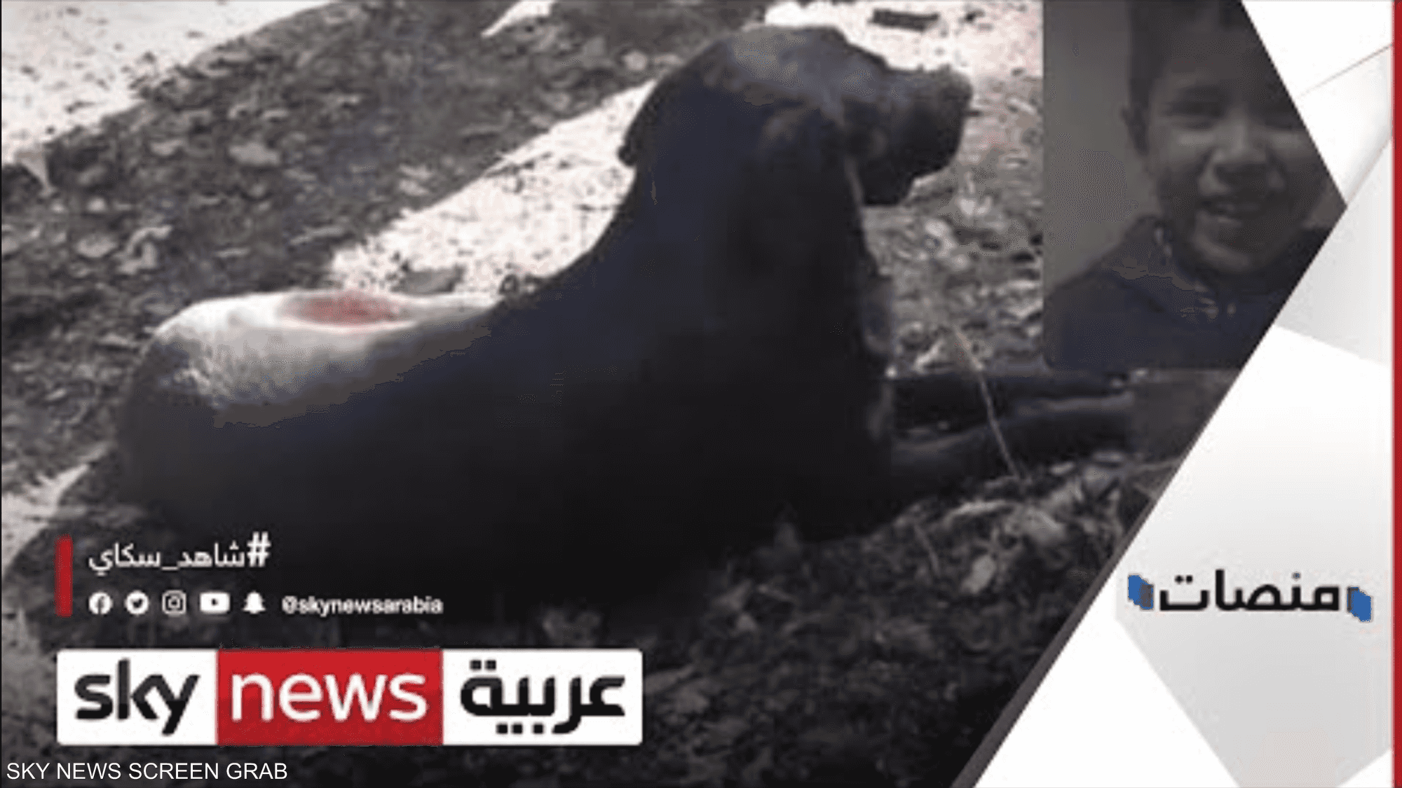 بعد اختفاء الجموع.. كلب ريان يرفض مغادرة قبره