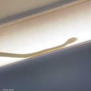 اكتشاف ثعبان على متن طائرة