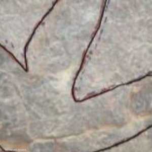 اكتشاف آثار أقدام ديناصورات قديمة في مصر