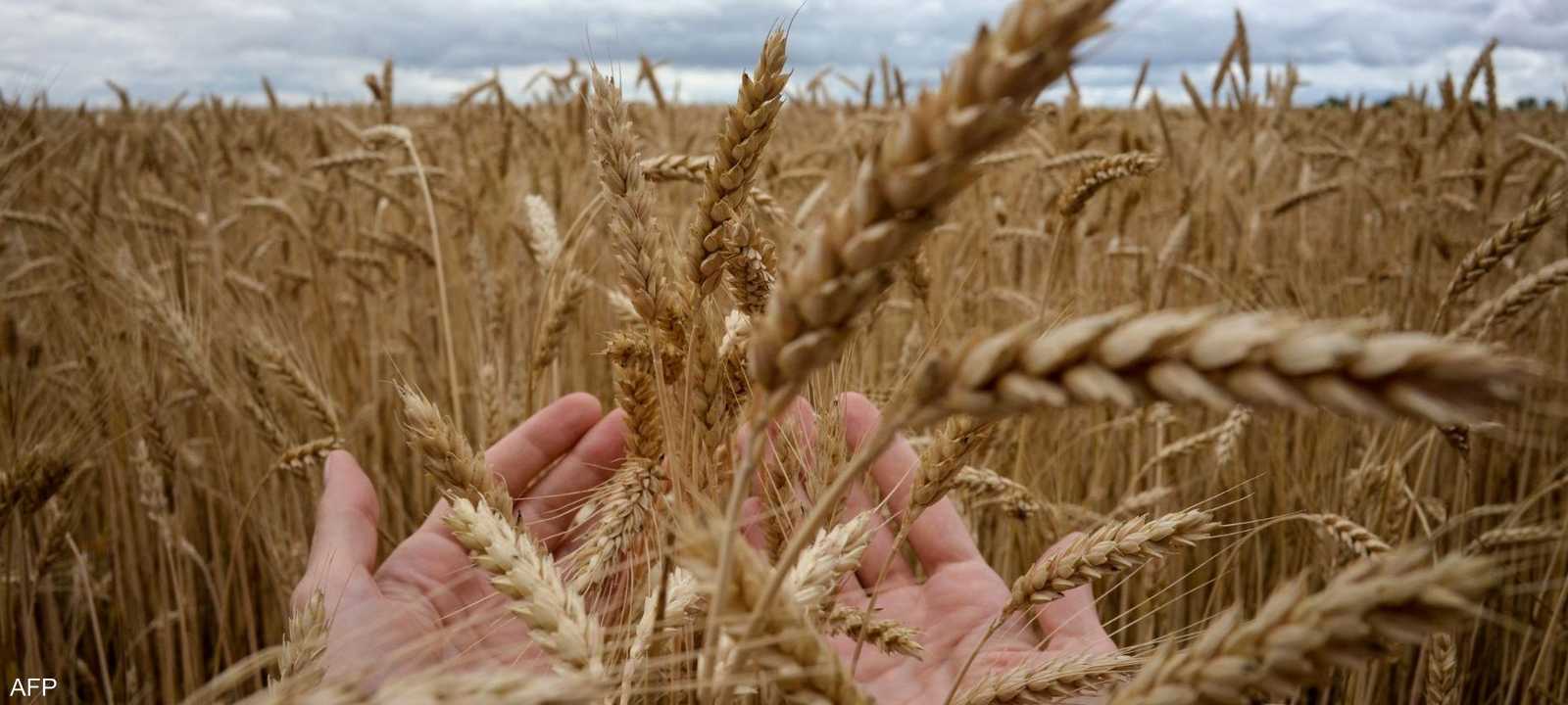 تشكل روسيا وأوكرانيا ما يصل إلى ثلث صادرات القمح عالميًّا
