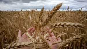 تشكل روسيا وأوكرانيا ما يصل إلى ثلث صادرات القمح عالميًّا