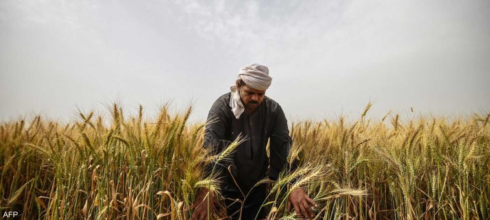 مصر تعد "أكبر مستورد للقمح في العالم"