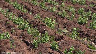 المغرب يطلق برنامج لمساعدة قطاع الزراعة في ظل جفاف حاد