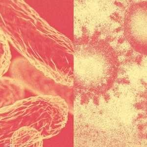 الفيروسات مقابل البكتيريا