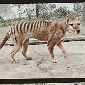 صورة جرى تلوينها لآخر نمر تسمانيا قبل الانقراض سنة 1933
