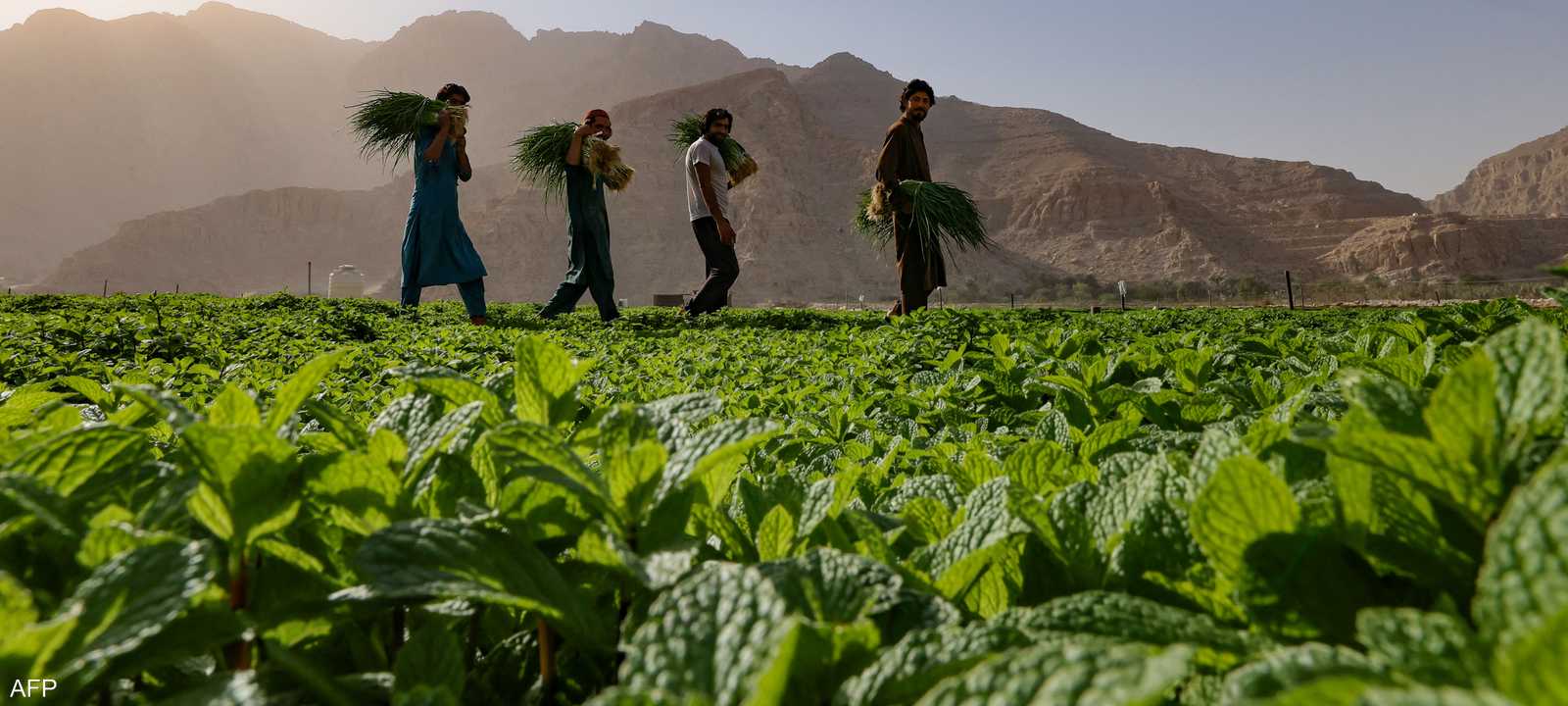 الخضار الورقي المعبأ داخل علب يكون مغسولا ثلاث مرات. أرشيفية