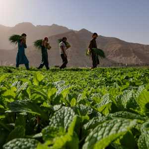 الخضار الورقي المعبأ داخل علب يكون مغسولا ثلاث مرات. أرشيفية