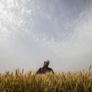 مصر ننتظر بدء الموسم الجديد لتوريد القمح المحلي