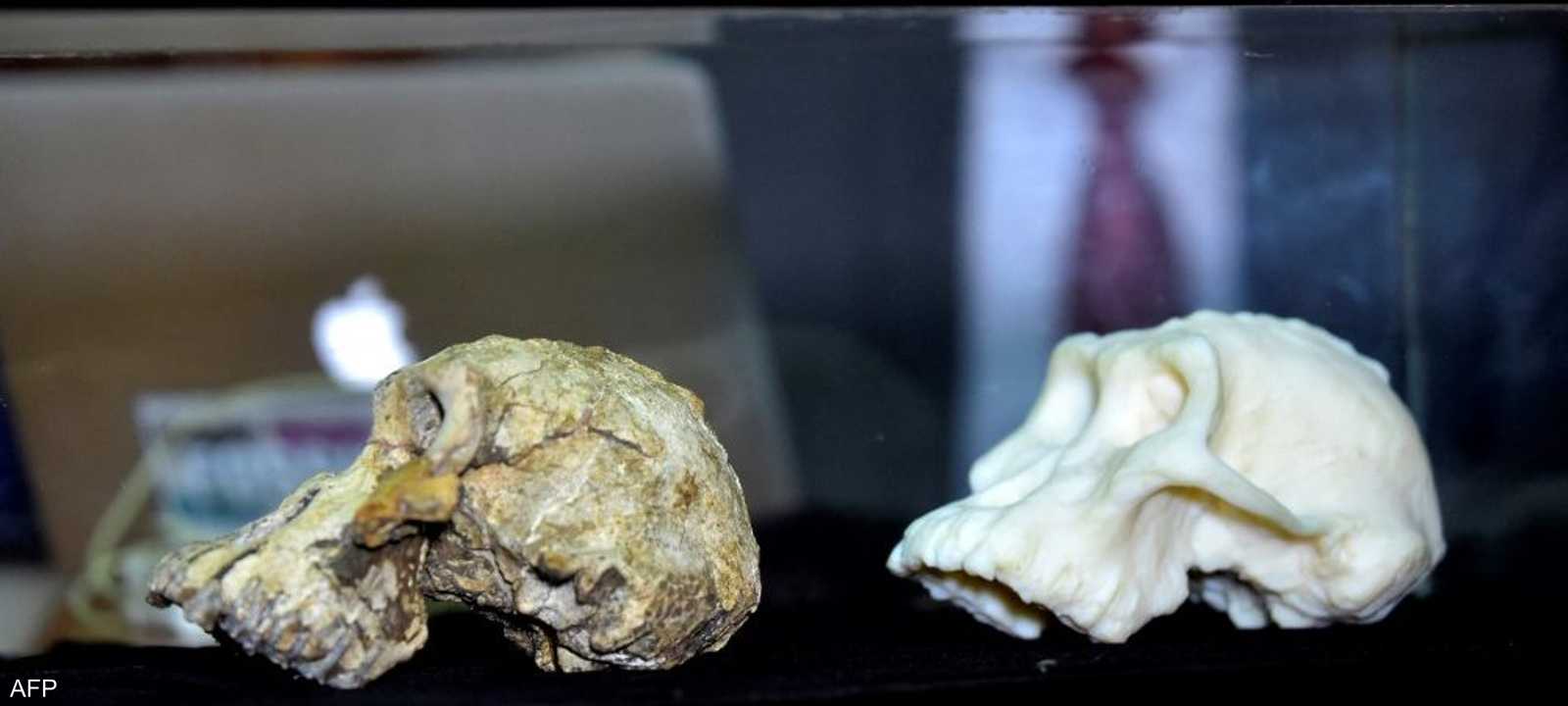 أرشيفية.. جمجمتين للإنسان القديم