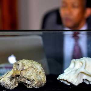 أرشيفية.. جمجمتين للإنسان القديم