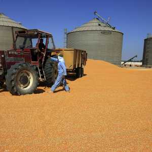 مصر أكبر مستورد للقمح في العالم.
