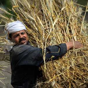 عامل في أحد حقول القمح المصرية - أرشيف.