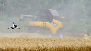 أوكرانيا تحظر تصدير القمح والشوفان وغيرهما من مواد غذائية