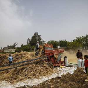 مصر أكبر مستورد للقمح في العالم رغم إنتاجها المحلي الكبير