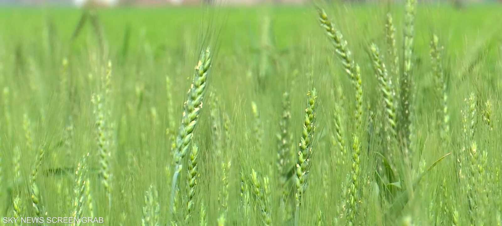مصر.. قرار بحظر تصدير القمح و5 سلع أخرى لـ3 أشهر