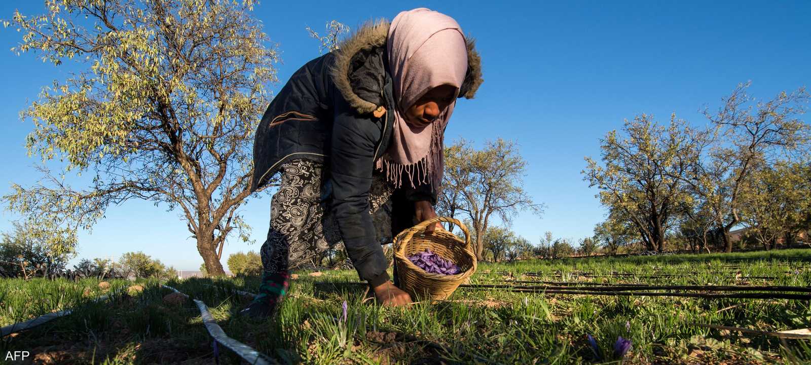 الجفاف أثر بشدة على القطاع الزراعي في المغرب