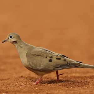 تشمل السلالات المتأثرة من الطيور حمام الحداد