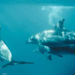 العثور على عشرات الدلافين النافقة