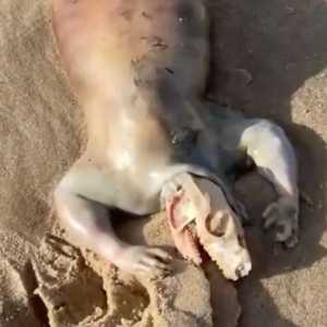 صورة الحيوان الغريب على شواطئ أستراليا