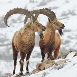 حيوان "وعل الجبل" في محمية أرز الشوف الطبيعية في لبنان