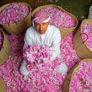 الطائف معروفة ببساتين الورود