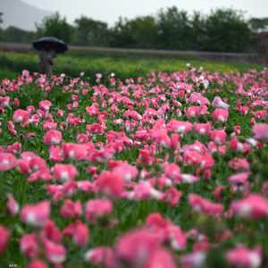 أنتجت أفغانستان نحو 85٪ من الأفيون في العالم عام 2020