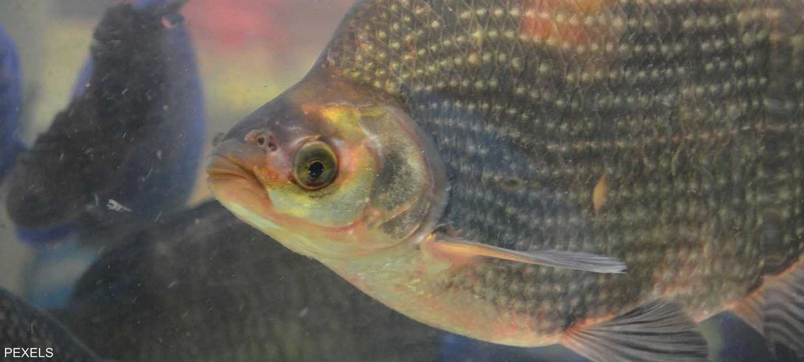 اتسعت دائرة الحيوانات البارعة في الرياضيات لتضم الأسماك