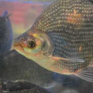 اتسعت دائرة الحيوانات البارعة في الرياضيات لتضم الأسماك