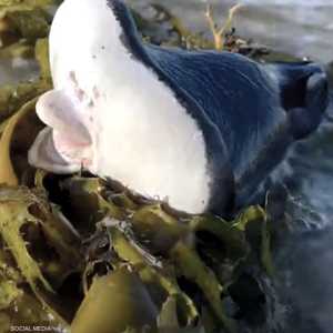 كائن بحري غريب ظهر على شاطئ بوندي في أستراليا