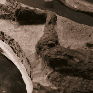 الأحفورة اكتشفت في ولاية داكوتا الشمالية