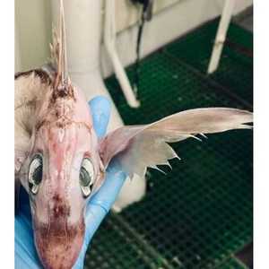 صورة الحيوان الغريب الذي عُثر عليه في بحر النرويج.