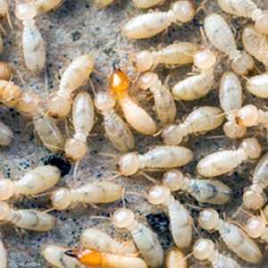 ينشط النمل الأبيض في فصل الربيع حتى الخريف