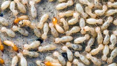 ينشط النمل الأبيض كثيرا في فصول معينة