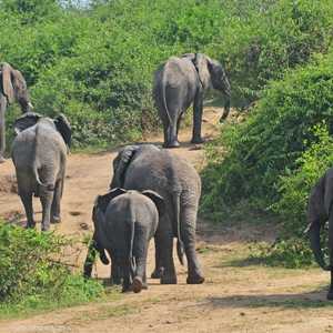 الحادث وقع في متنزه كيبالي الوطني