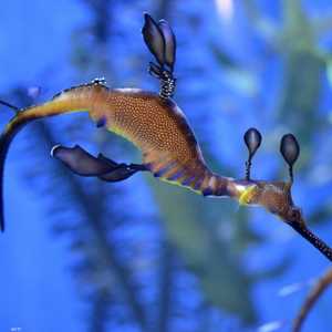 تنين البحر وجد على شواطئ أستراليا