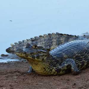 تهدد التماسيح تنظيم مهرجان "ماردي غرا" في ريو دي جانيرو