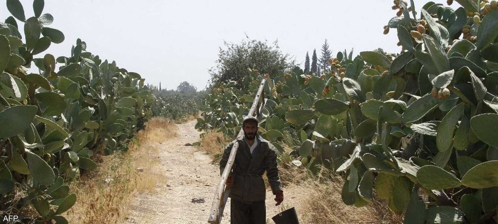 الصبار معرض للانقراض لتدهور بيئته الطبيعية.. أرشيفية