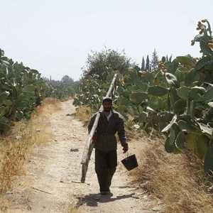 الصبار معرض للانقراض لتدهور بيئته الطبيعية.. أرشيفية