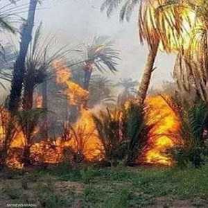 الحرائق أتت على مساحات كبيرة من أشجار النخيل