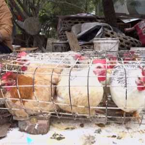 إنفلونزا الطيور أزمة جديدة قد تضرب آسيا