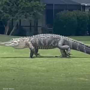 تمساح  في لقطة أرشيفية.3