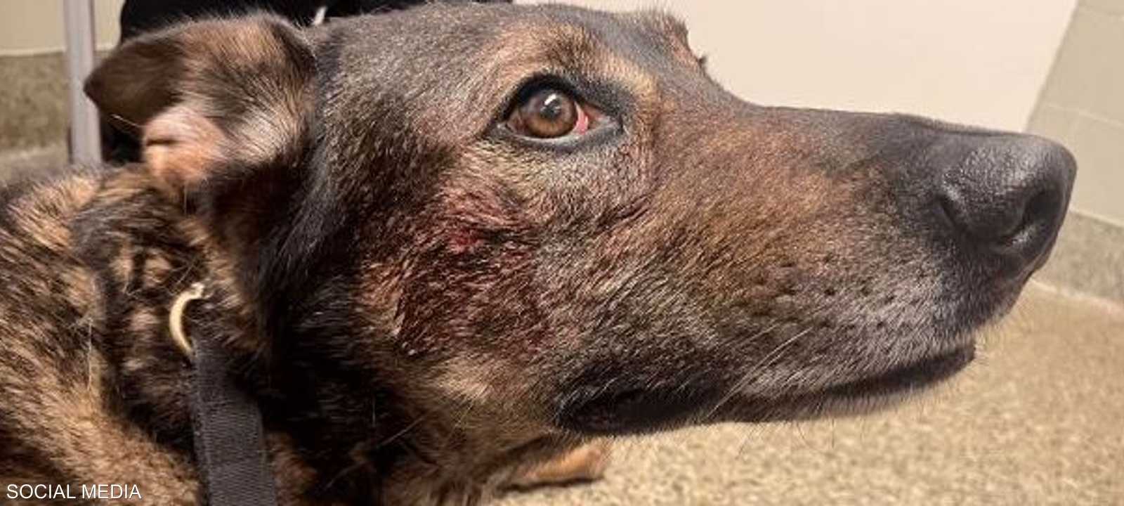 الكلب تعرض للعض من قبل اللص