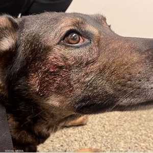 الكلب تعرض للعض من قبل اللص