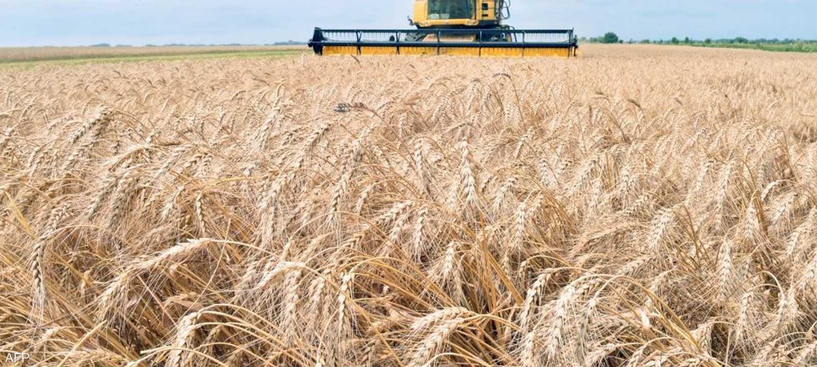 الحر يقيد صادرات الهند من القمح