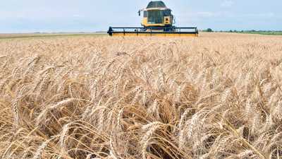 الهند تحظر تصدير القمح بعد تضرر المحاصيل جراء الحر