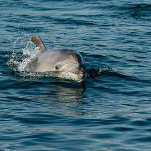 يمكن للدلافين التصدي للغواصين.