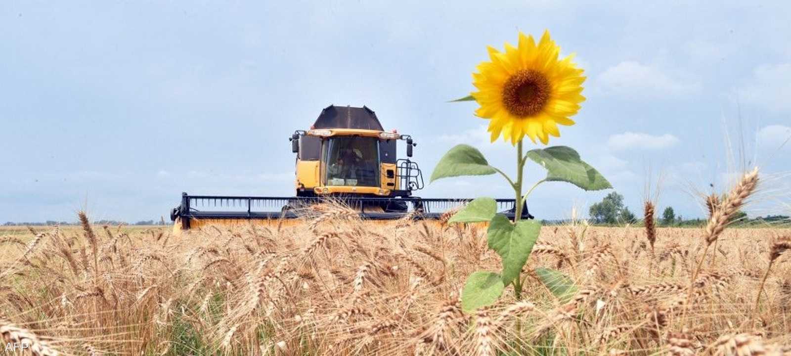 حقول القمح في أوكرانيا
