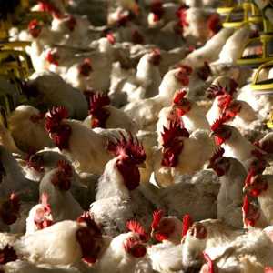 طلب من النزلاء المساعدة في عملية إعدام الطيور وإخراجها