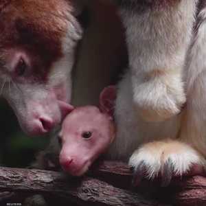 صورة الكنغر الرضيع في حديقة حيوان برونكس