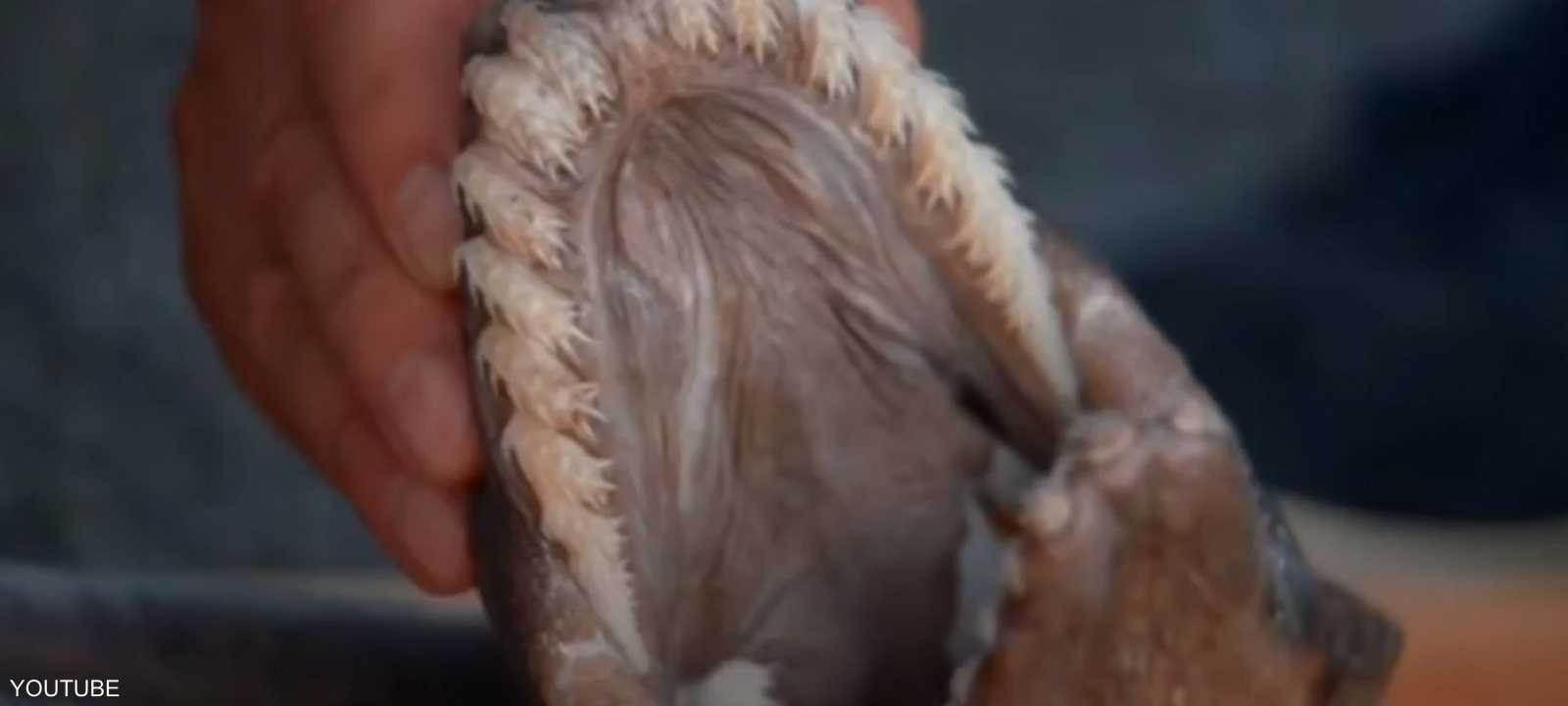 القرش النادر عمره 80 مليون سنة